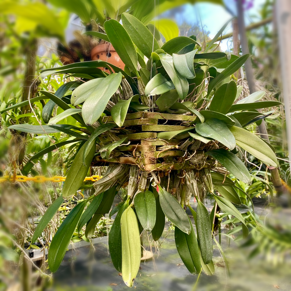 Dendrobium2　ガレージキット Dendrobium aggregatum — Palmer Orchids